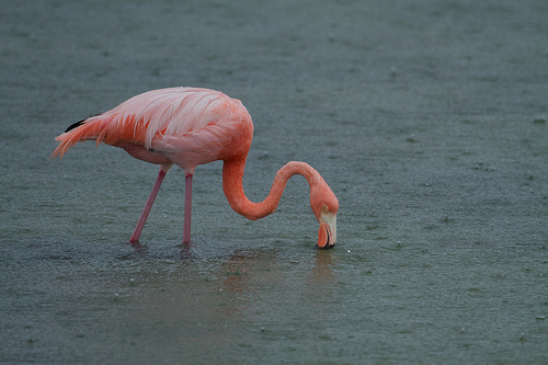 Flamingos turn to Wedding Feast Menu near Protected Sanctuary!