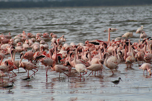 Increase in Flamingo Population in Sambhar Lake,Rajasthan