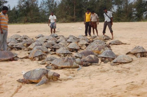 800 Endangered Olive Ridley Turtles found Dead in South India