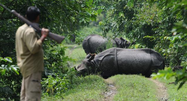 Seven Down, More To Go? Rhinos Killed With Impunity