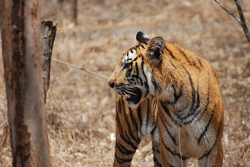 Royal Bengal Tiger makes Dibang Wildlife Sanctuary its Home