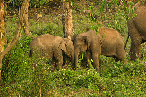 ‘SMS’ for Elephants: Innovative Idea Resolves Man-Elephant Conflict