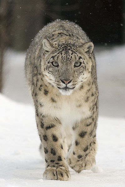 GPS Tracking to help Study Snow Leopards in India