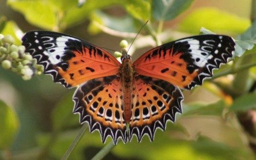 7 Spectacular Butterflies of India (Photos)