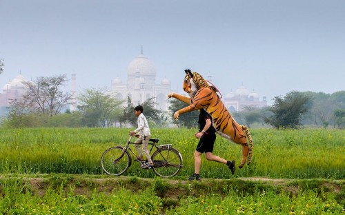 The Man who Runs with a Tiger (Photos)