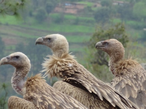 Caught on camera: Himalayan Vultures in Kashmir (Photos)