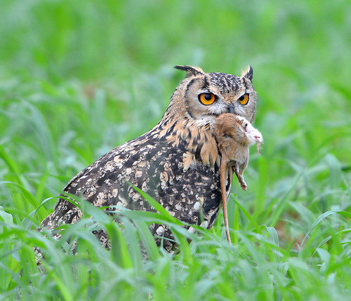 Image of the Day: Indian Eagle Owl, Rajasthan