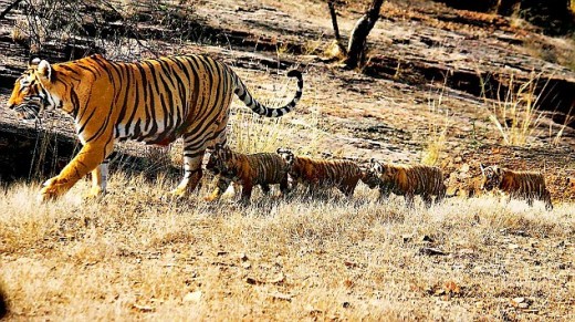 Image of the Day: Tigress and Four Cubs, Ranthambore
