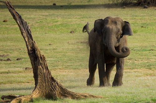Wild Elephants from Odisha make Chhatisgarh their New Home