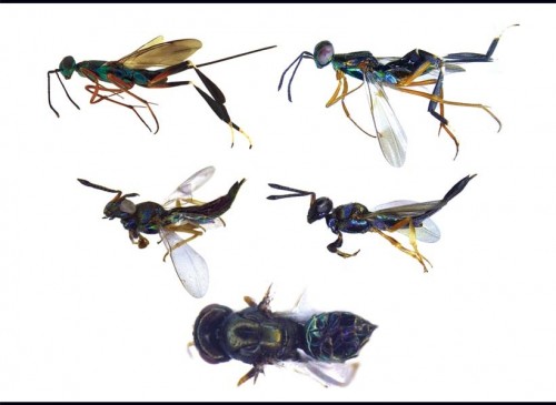 Five New Insect Species Discovered in Western Ghats