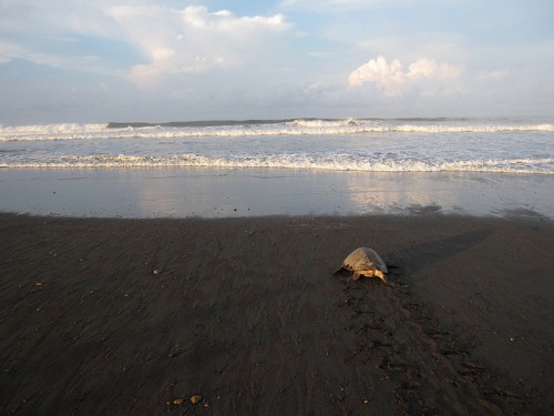 Biggest Mass Nesting Site still Awaiting Arrival of Olive Ridley Turtles