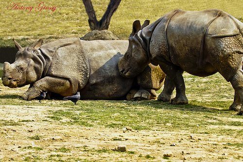 High Infertility Rates Putting Indian Rhinos at Greater Risk of Extinction