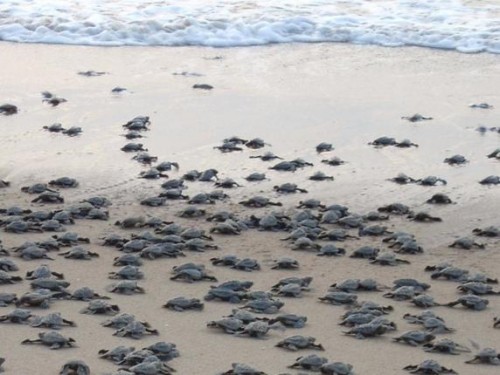 Six lakh Olive Ridley Turtles Make their Way to the Sea
