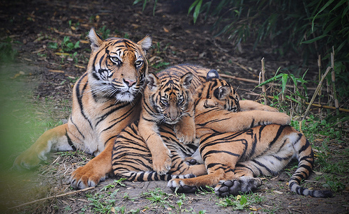 Save Genetic Diversity to Save Tigers