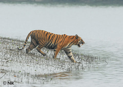 Camera traps Capture Six more Tigers in Sunderbans