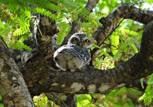Image of the Day: Spotted Owlet