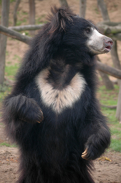 Sloth Bears Get More Protection in Madhya Pradesh