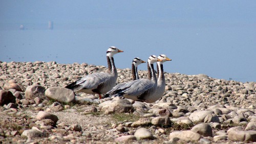 Image of the Day: Bar Headed Geese, Himachal Pradesh