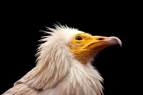Rare Egyptian Vulture Held Captive by Villagers Rescued and Released into the Wild