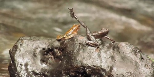 14 Species of Unusual Dancing Frogs Discovered in Western Ghats