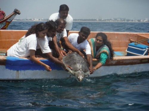 Rescued Female Turtle Swims Free Again