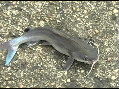 New Species of Catfish Discovered