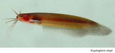 Tiny Catfish from the Western Ghats Baffles Scientists with its Uniqueness