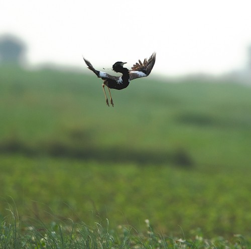 Once Plenty Now Endangered: Expert Points to Plight of Grassland Birds