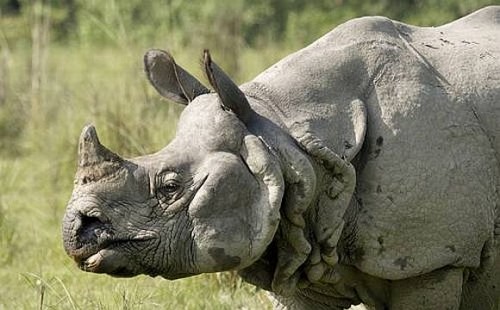 Barbaric Poachers Take a Rhino’s Life Yet Again