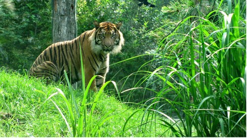 Tiger Pugmarks Found In Hadagarh Wildlife Sanctuary