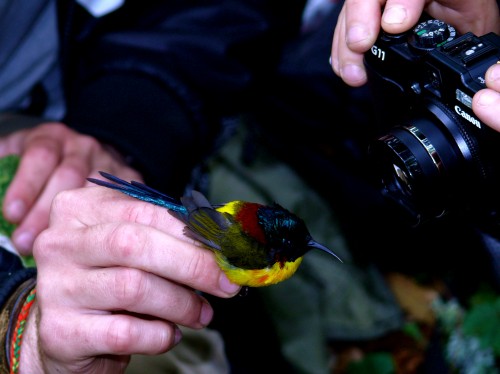 Scientists Find World’s Highest Number of Song Birds in the Himalayas