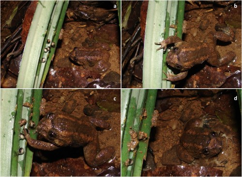 New Species Discovery: A Doting Frog Father