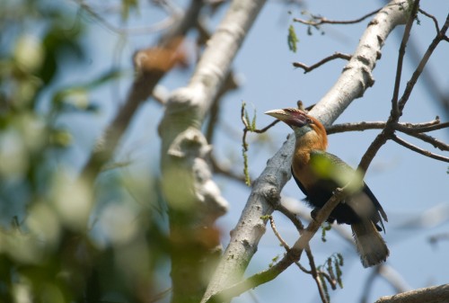In Defence of the Narcondam Hornbill
