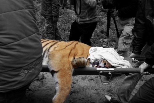Poisoned Tiger in Tamil Nadu Raises Concern About the Animal