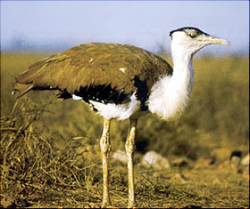 Critically Endangered Great Indian Bustard gets a Survival Chance