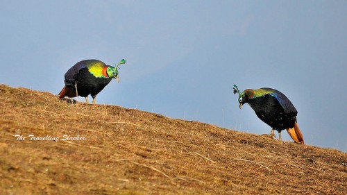 Chasing Monals: A Traveller Spots the State Bird on his Trip to Uttarakhand (photos)