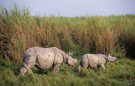 Assam Rhino Numbers Rise under the Shadow of Poacher’s Gun