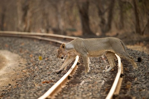 Indian Railways Take Measures to Reduce Lion Mortality on Tracks