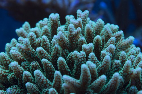 Restoration of Coral Reefs Best Way to Save Millions of Human Lives