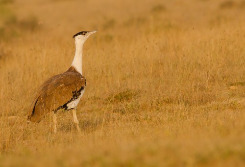 Rare Great Indian Bustard Born in the Wild