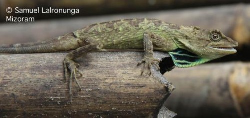 Not Just Rhinos, Reptiles and Amphibians too Thrive at Manas National Park