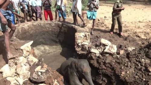 Elephant Calf Rescued from Well
