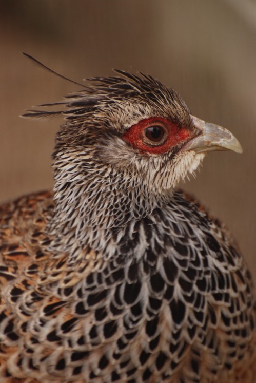 Captive Bred Rare Cheer Pheasants to Be Released into the Wild