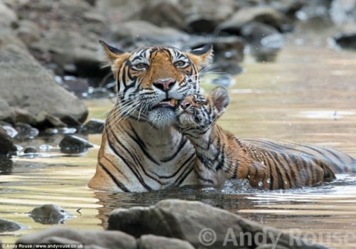 Tiger and Her Cubs Cool Off at Ranthambore National Park (photos)