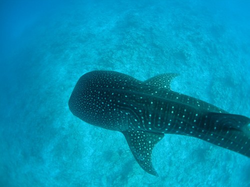 Whale shark Pups Pay the Price of Damaged Nets