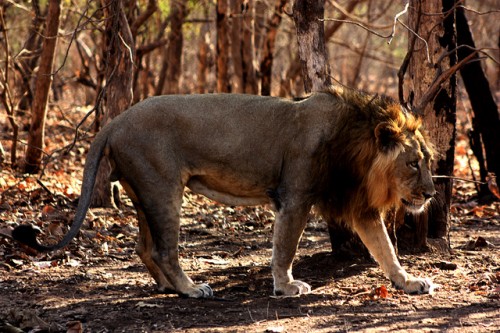 Names for All: Gir Wild Lions get their own Unique Names