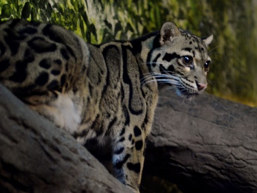 Clouded Leopard Photographed After Ten Years in Buxa Tiger Reserve
