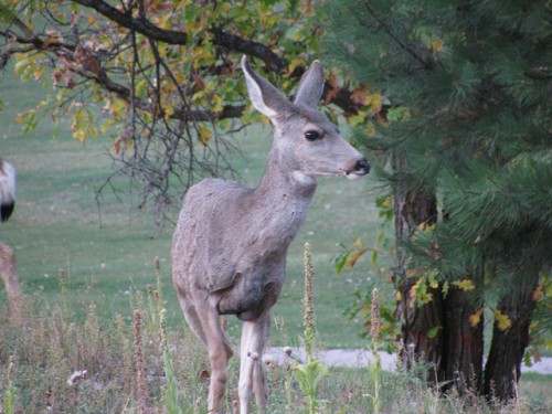 Mammals respond to Baby Cries of other Species