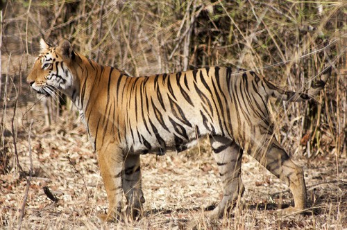 Tigers Living Outside Protected Areas in Maharashtra