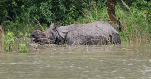 The Story of Annual Kaziranga Floods, in Pictures.